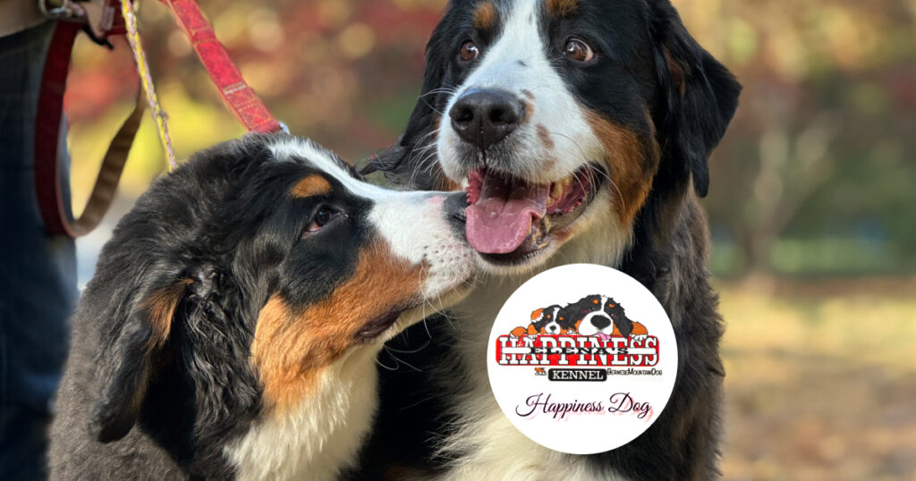 HAPPINESS DOG | 愛知県のバーニーズマウンテンドッグ専門ブリーダー